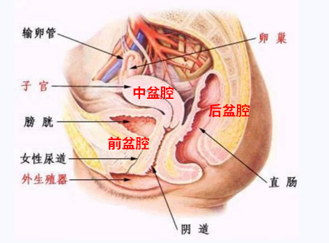 產(chǎn)后盆底康復(fù)，要不要做？