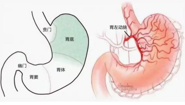 不開刀不吃藥不餓肚子，微創(chuàng)介入減肥靠譜嗎？